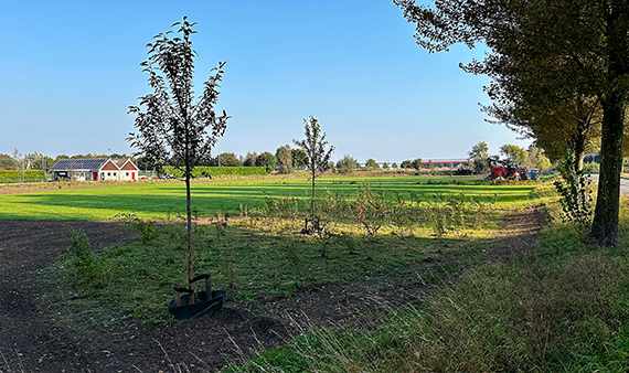 Aangeplante bomen Legmeerbos